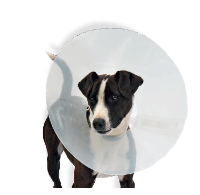 Hundehalskragen Classic transp,  40,0 cm