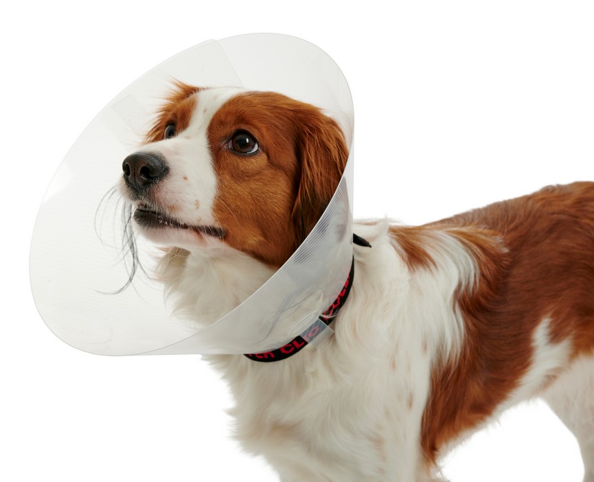 Buster Classic transparent