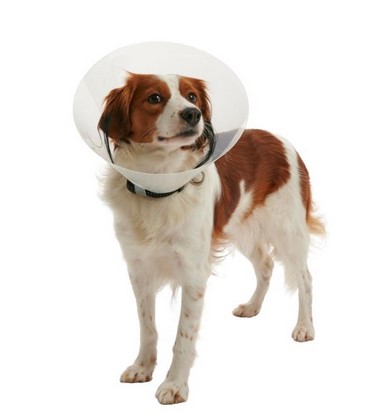 Halskragen Clic BUSTER