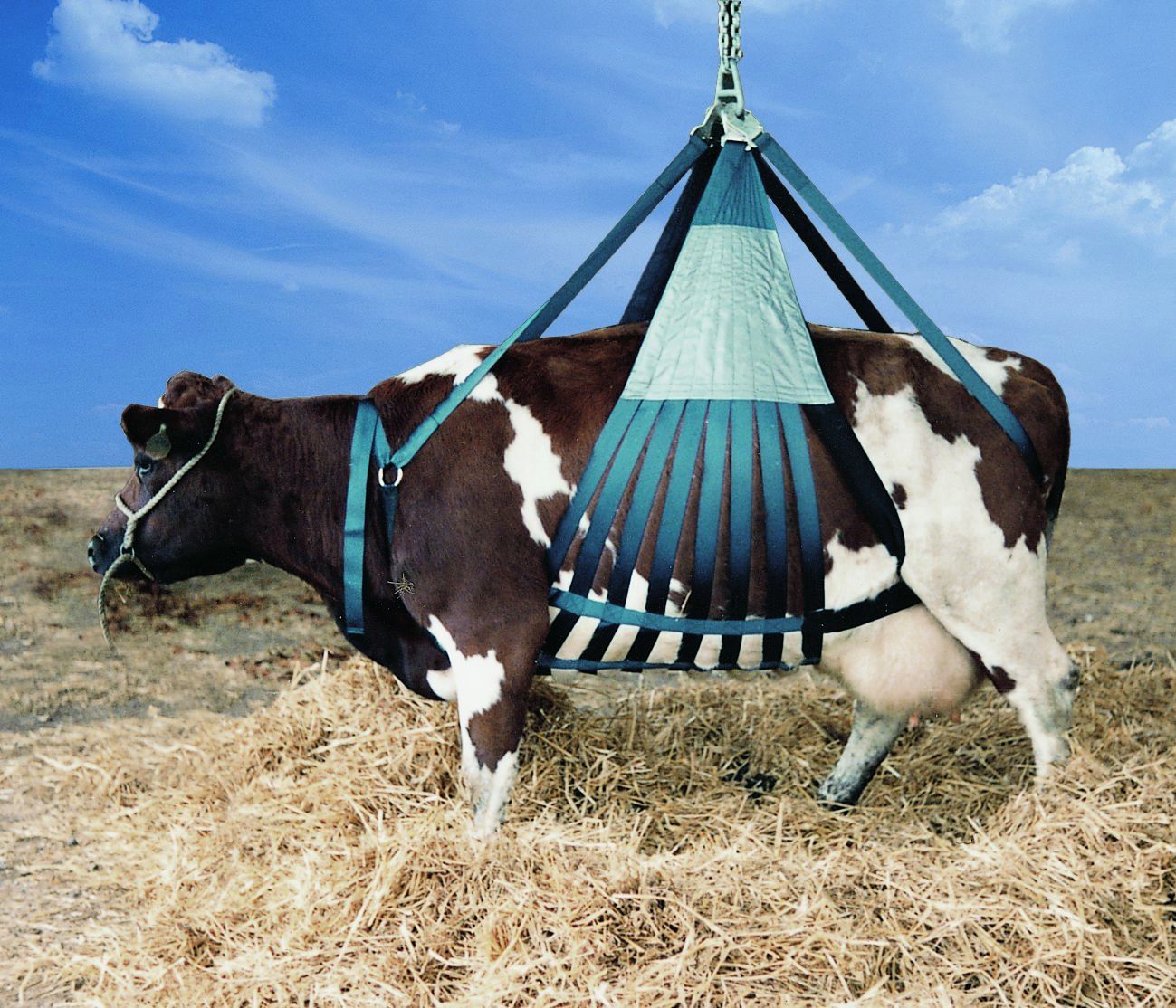 Downacow-Hebegeschirr für Rinder