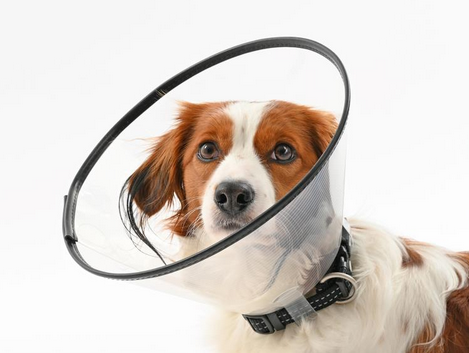 Buster PREMIUM Halskragen