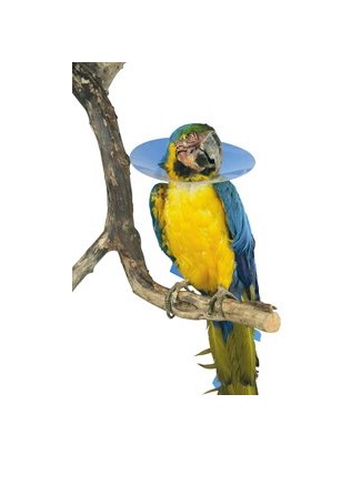 Halskragen für Vögel