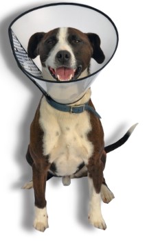 Halskragen Easycol Collar 22,5cm